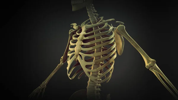 Anatomie Kostních Kloubů Hrudního Koše — Stock fotografie