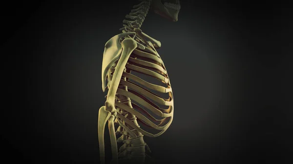 Gaiola Torácica Anatomia Das Articulações Ósseas — Fotografia de Stock