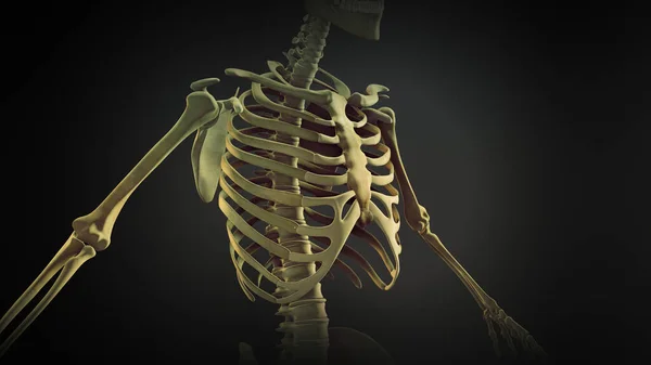 Anatomie Der Knochengelenke Brustkorb — Stockfoto