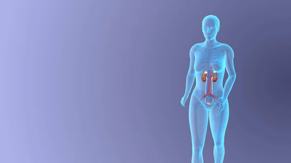 Anatomy Female Urinary System Medical Concept — Stock Photo, Image