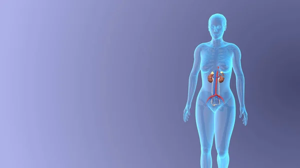 Anatomie Van Het Vrouwelijke Urinestelsel Medisch Concept — Stockfoto