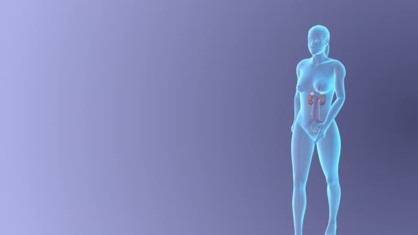 Anatomi Dari Konsep Medis Sistem Urinari Perempuan — Stok Video