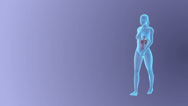 Visualiseren Van Het Vrouwelijke Urinestelsel Tijdens Het Lopen Loopable — Stockvideo