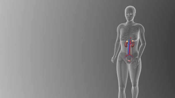 Visualización Del Concepto Médico Del Sistema Urinario Femenino Sobre Fondo — Vídeo de stock