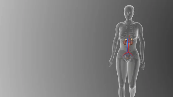 Visualisierung Des Medizinischen Konzepts Der Weiblichen Harnwege Auf Schwarzem Hintergrund — Stockfoto