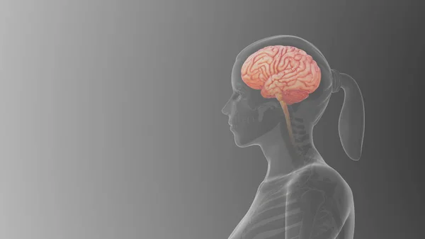 Anatomía Cerebral Femenina Vista Lateral Concepto Médico — Foto de Stock