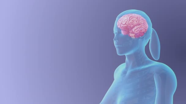 Anatomie Van Vrouwelijke Hersenen Medisch Concept — Stockvideo