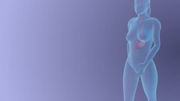 Anatomia Estômago Conceito Médico Feminino — Vídeo de Stock