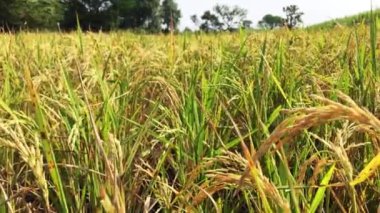 Pirinç kulağı rüzgarda sallanıyor.