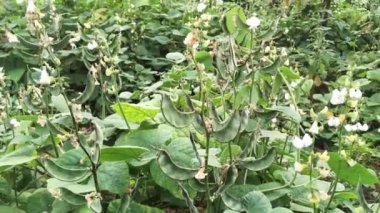 Lima fasulyesi fidanlığı.