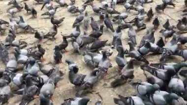 Sokakta güvercin yiyen kuş yemi