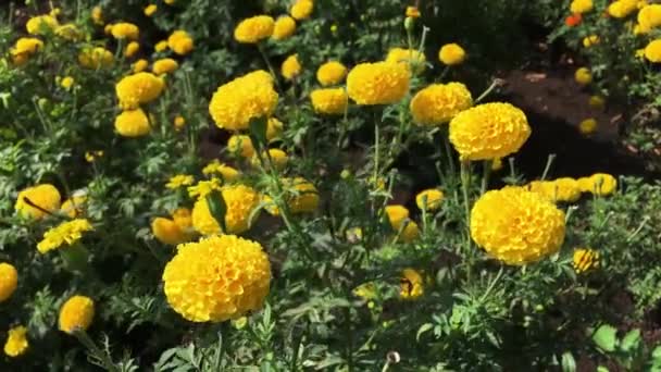 Hermoso Campo Flores Amarillas Caléndula Con Caléndula Floración Completa — Vídeo de stock