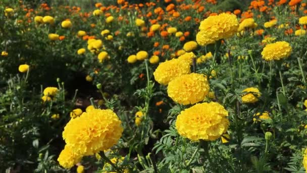 Hermosas Flores Amarillas Caléndula Campo — Vídeos de Stock