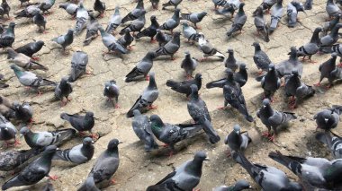 Sokakta güvercin yiyen kuş yemi