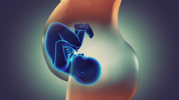 Lidský Plod Dítě Děloze Anatomie — Stock fotografie