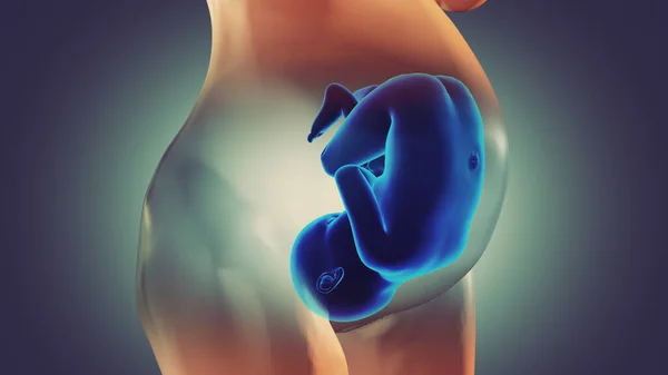 Fœtus Humain Bébé Dans Anatomie Utérine — Photo
