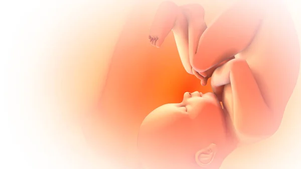 Human Fetus Mothers Womb — Stock Photo, Image