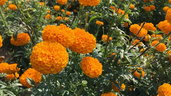 Beautiful marigold flower field with full blooming marigold