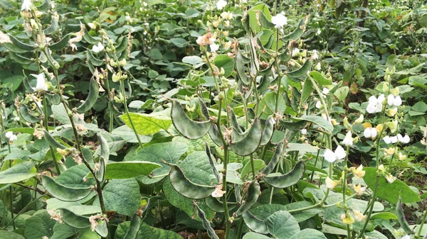 Lima Bean Pod Strings Plantation — Foto Stock