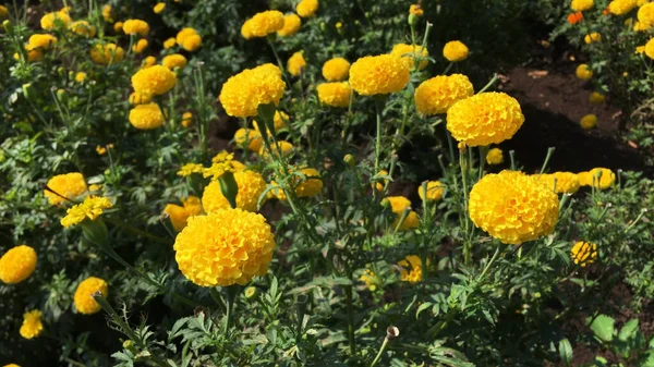 Beautiful marigold yellow flower field with full blooming marigold