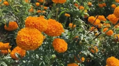  Güzel kadife çiçeği çiçek alan tam çiçeklenme kadife çiçeği ile