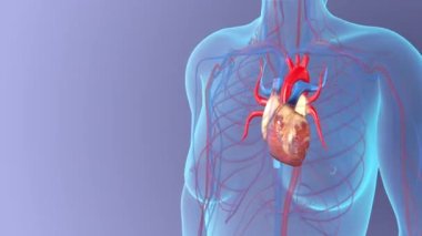 Sağlıklı bir vücutta kadın kalbinin anatomisi, tıbbi konsept.