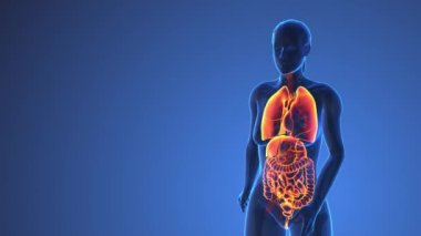 İnsan vücudundaki kadın iç organlarının anatomisi, tıbbi konsept 
