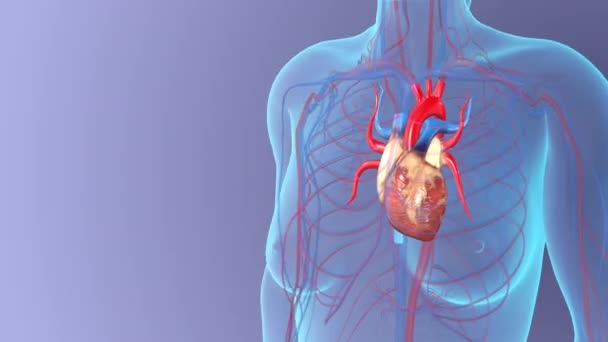 Анатомия Женского Сердца Здоровом Теле Медицинская Концепция — стоковое видео