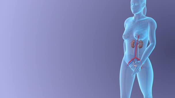 Sağlıklı Bir Vücutta Kadın Böbreği Anatomisi Tıbbi Konsept — Stok video
