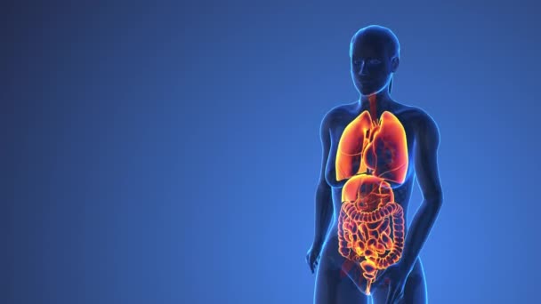 Anatomie Van Vrouwelijke Inwendige Organen Het Menselijk Lichaam Medisch Concept — Stockvideo