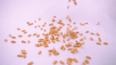 Buğday taneleri yavaş çekimde düşüyor