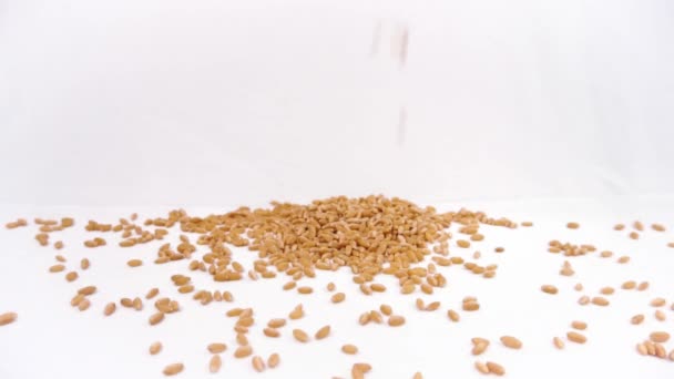 Granos Semillas Trigo Caída Ingredientes Alimentarios Crudos Producto Agrícola Cámara — Vídeos de Stock