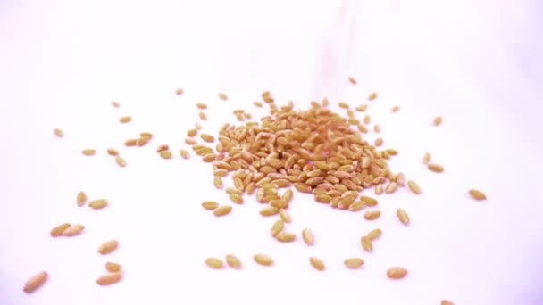 Wheat Grains Falling Slow Motion — Stock Video