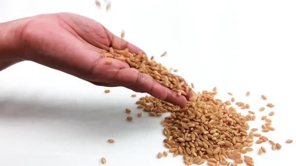 Düşen Buğday Yavaş Çekim — Stok video