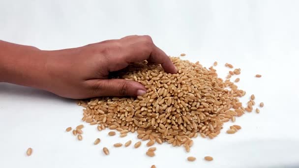 Жінка Збирає Зерна Пшениці Просіює Зерна Пшениці Падають Рук — стокове відео