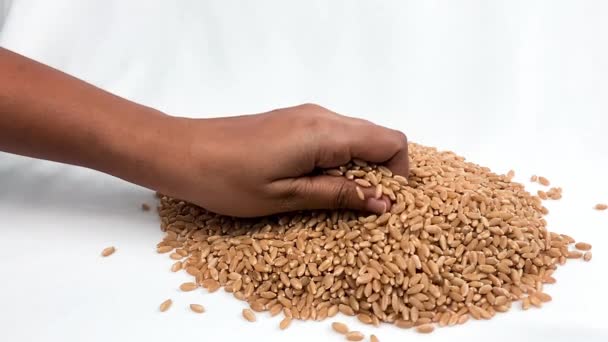 Жінка Збирає Зерна Пшениці Просіює Зерна Зерна Пшениці Падають Рук — стокове відео