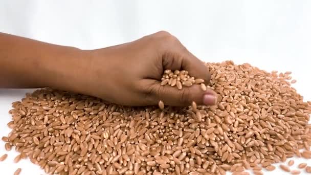 Kadın Eli Buğday Tahıl Topluyor Elden Düşen Buğday Taneleri — Stok video