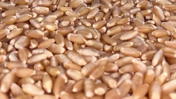 Zpomalení Organických Pšeničných Zrn — Stock video
