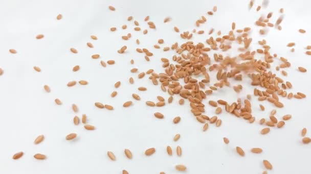 Buğday Taneleri Yavaş Çekimde Düşüyor — Stok video
