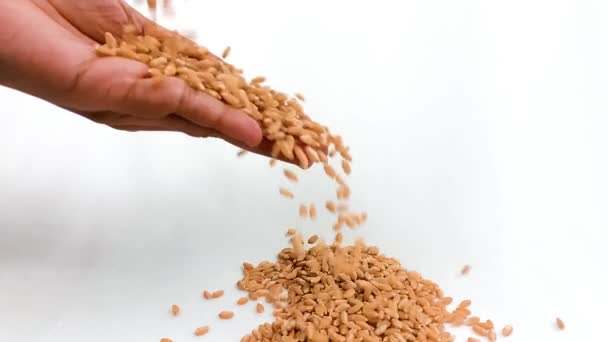 Пшениця Падає Руку Повільний Рух — стокове відео