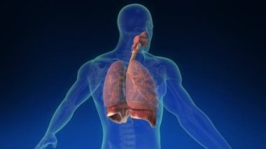 İnsan vücudundaki insan akciğerinin 3 boyutlu tıbbi animasyonu.