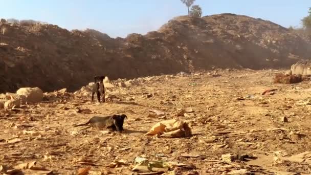 Stray Dogs Living Playing Dumping Ground — Stock Video