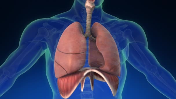 Medyczna Animacja Ludzkiego Płuca Ludzkim Ciele Jego Widocznymi Częściami — Wideo stockowe