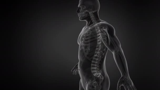 Anatomy Human Spine Structure Seamless Loop Animation — Stock Video