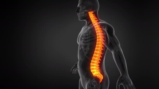 Anatomy Human Spine Seamless Loop Animation — стоковое видео