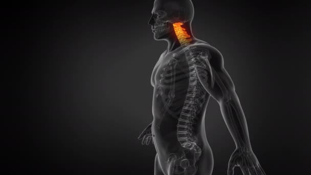 脊椎構造を示すヒト解剖学アニメーション シームレスループ — ストック動画