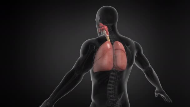 Sistema Respiratorio Pulmonar Humano Con Tráquea Lazo Sin Costuras Animación — Vídeo de stock
