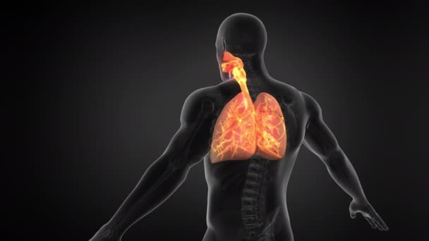 Soluk Borusuyla Nsan Akciğer Solunum Sistemi Kusursuz Döngü Canlandırması — Stok video