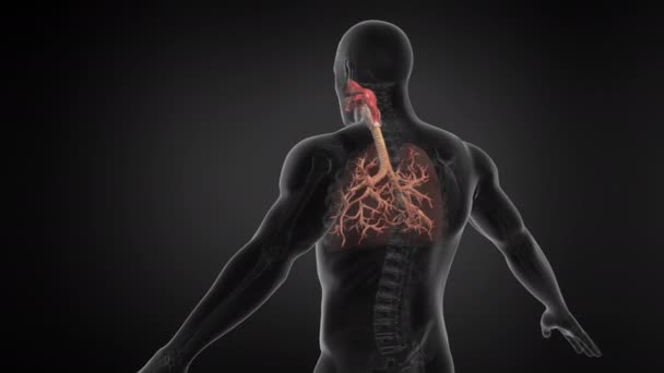 Sistema Respiratorio Polmonare Umano Con Trachea Seamless Loop Animazione — Video Stock