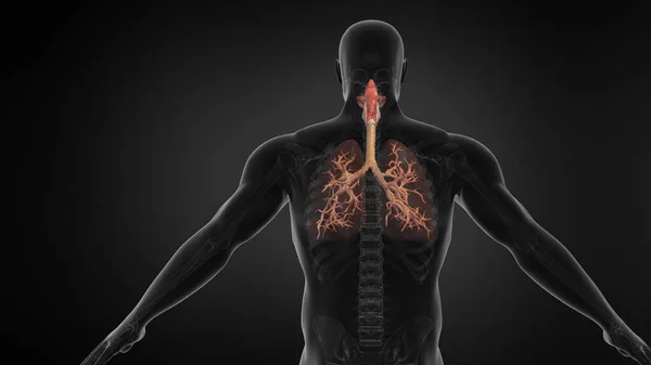 Menselijke Long Ademhalingssysteem Met Luchtpijp — Stockfoto